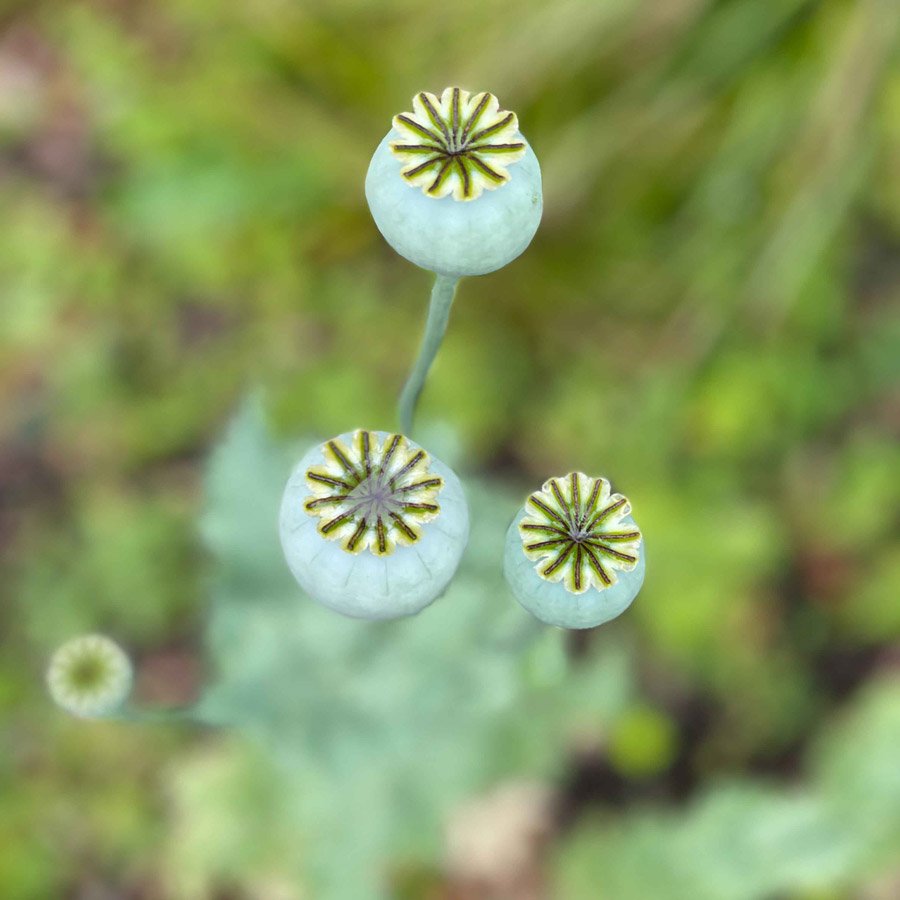 Poppy Seed Head Linocut Print – August Birth Flower Art - Image 7